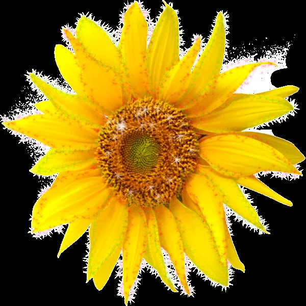 /img/14118-sunflower-seasonal.webp