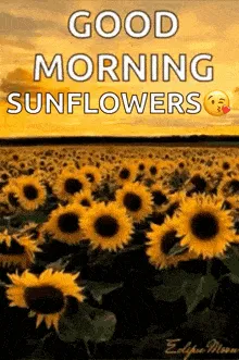 14118 sunflower textiles